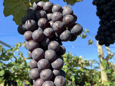 【お得な大容量】たっぷり5kg！贅沢スチューベン（秀品）