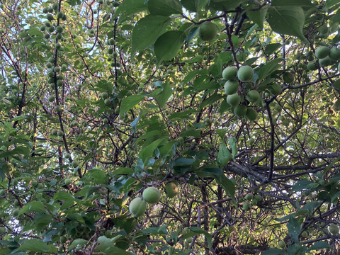 自然栽培♪ 生梅小さめ2kg