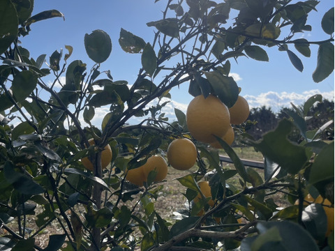 【防腐剤・ワックス不使用】皮までおいしいマイヤーレモン　和歌山県産　1キロ 秀品から傷アリまで混合です。