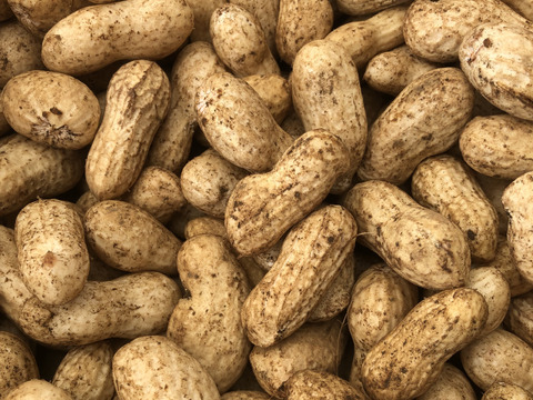 おおまさり生落花生2kg (数量限定)※農薬化学肥料不使用