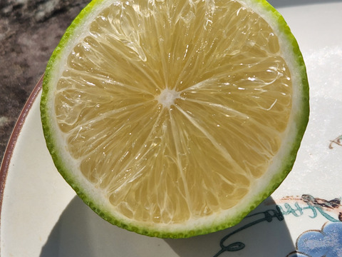 初物❗エコ箱入りレモン息子(栽培期間中農薬不使用・有機肥料・ノーワックス)皮まで食べて❗(2kg)