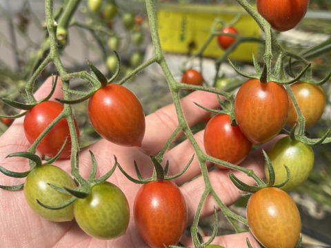 フルーツミニトマトあぽろんアイコ  1kg