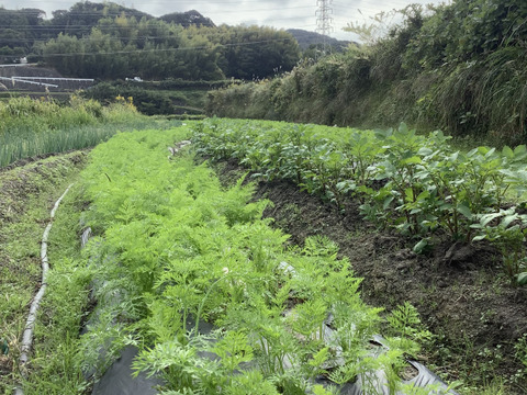 実より栄養価が高い！人参葉1000g