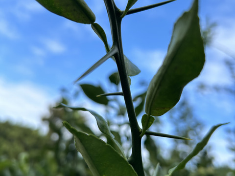 香り最高！この時期だけの『熊本産青柚子』2kg