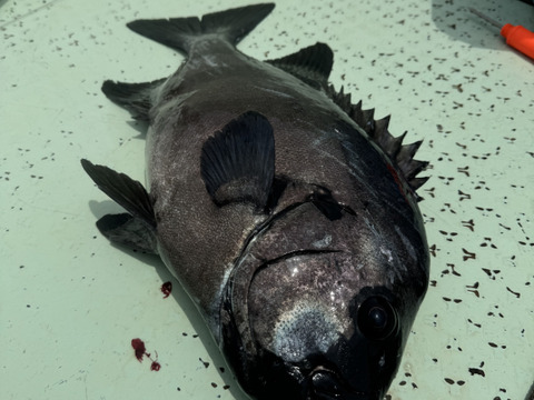 イシダイ1kまでサイズ（1匹）