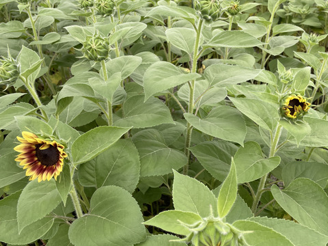 暑い夏にも長持ちする北海道産「ひまわり」20本　お部屋や食卓テーブルにぴったりな小輪のヒマワリ