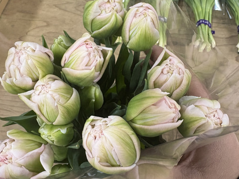 【期間限定】日持ち処理済！新潟の『チューリップ』切花（桃/赤）各10本