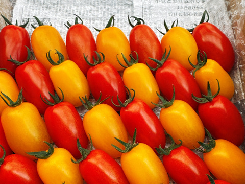 アイコ＆イエローアイコ‼️コンパクトBOXいっぱいに詰め込んで。800ｇ～