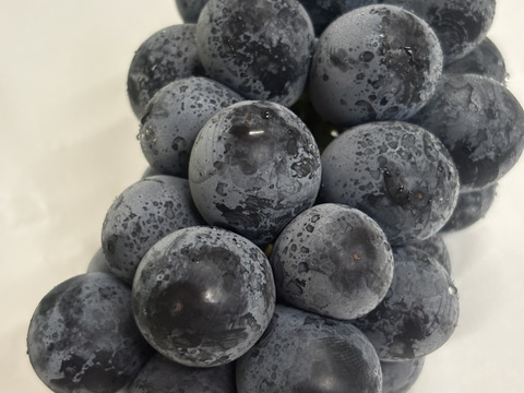 🉐小粒、ナガノパープル約1.0kg(2〜4房)