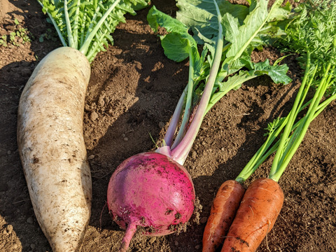 【アワード受賞福袋】有機野菜セット６品