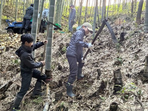 朝採りタケノコはいかがでしょうか？5.5kg