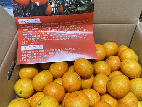 【夜市限定】【家庭用】愛媛みかん 5.5kg(小玉サイズ) ひとくちで恋する♡濃い味みかん♪