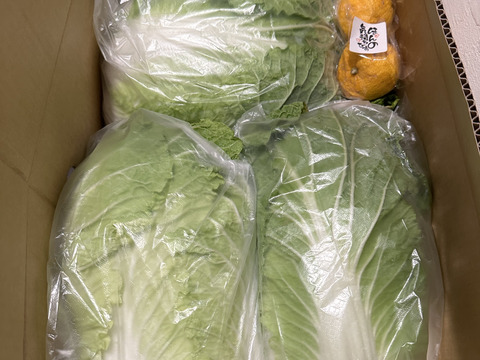 【お待たせしました‼️今年も販売します‼️】白菜を箱いっぱいにしてお届け。