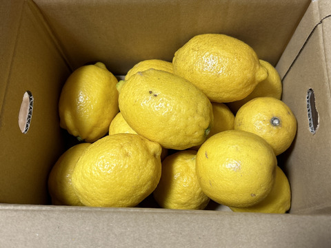 レモン　訳あり2kg　【防腐剤・ワックス不使用】