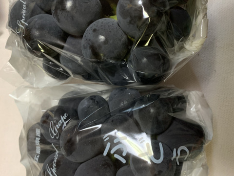 【終了直前】爽やかな甘み！ピオーネ1.0kg［訳ありご家庭用ぶどう］