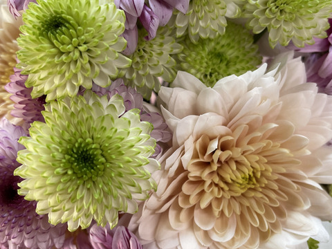 【数量限定！】スプレーマム25本セット！（5～6品種）