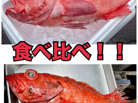 【知床らうす直送】お得なメヌケとアカゾイの食べ比べセット