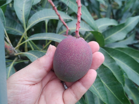 とろーり甘い！名護市最北端 イナミファームの家庭で楽しむ ミニマンゴー  1.5ｋg