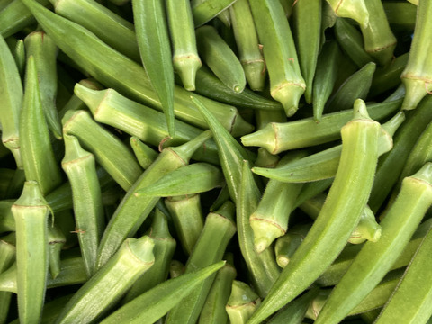 長くても柔らかいテリーヌオクラ５００ｇ