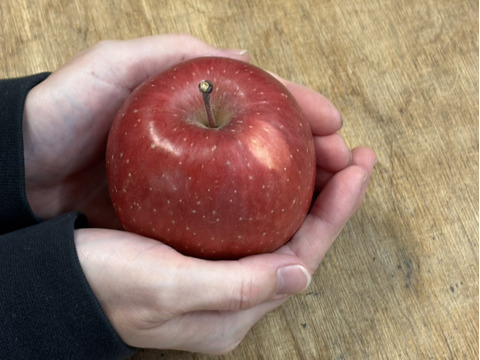 手のひらサイズ　サンフジ小玉 　2.8㎏（12～14玉）