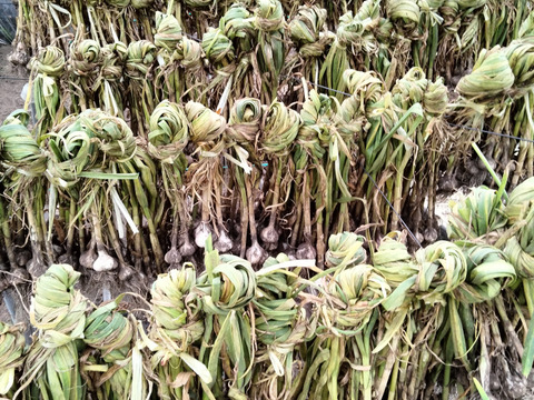 自然栽培天日干し】青森県十和田市産 乾燥にんにく500g （10玉前後