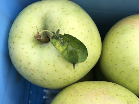 令和5年産🍏芳醇な王林🍏 家庭用　3キロ9～12玉 青森りんご  商品ID118229