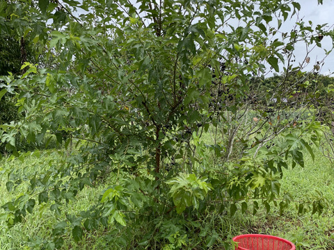 農薬不使用自然農法栽培　ブルーベリー　盛りだくさん１キロお届け致します