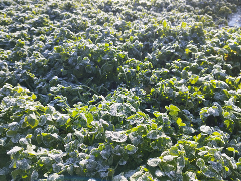 清流の恵み  蔵王セリ1kg 宮城県産セリ