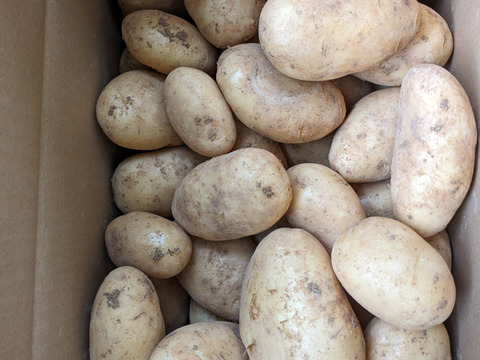 沖永良部島産じゃがいも　５キロ