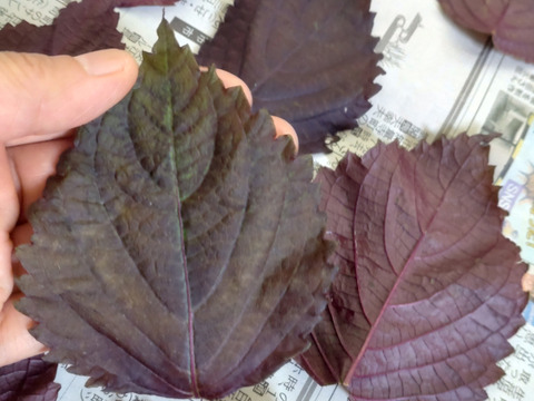 【単品用】赤紫蘇の葉っぱ部のみ100枚お届け☆自然栽培☆古来より薬草としても使用されてきた赤紫蘇☆農薬、除草剤、化学肥料、動物性肥料、一切不使用☆摘みたてをメール便（レターパック）にて翌日お届け