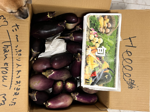オーガニック加茂ナス・真黒茄子おまかせMIX🍆 5kg Organic
