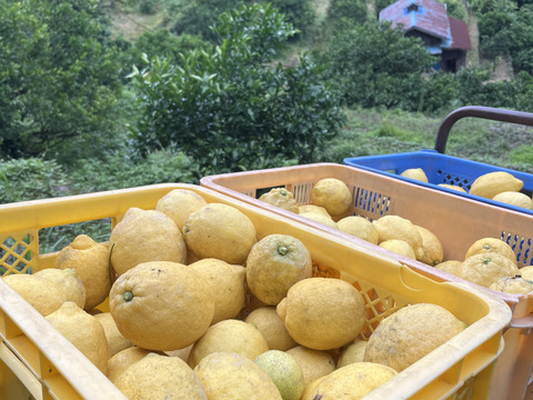 香りも味も！　皮も実も丸ごと使用したレモンパウダー　100g