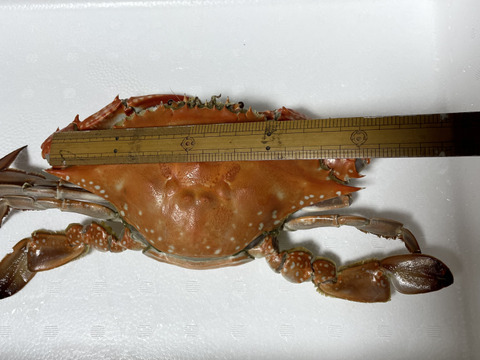 特大ワタリガニ 愛知県伊勢湾産 メス2匹ギッシギッシの内子自信あり 1匹 約550g合計 約1 1kg 基本茹でて発送します 冷凍冷蔵生も 愛知県産の魚介類 食べチョク 産地直送 産直 お取り寄せ通販 農家 漁師から旬の食材を直送