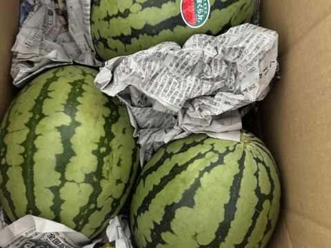 【スイカ3玉約8kg(7.5kg以上)】夏を思いっきり楽しむ!旨みとシャリ感抜群!【品種：ぷちっと】【1～8日以内に発送】