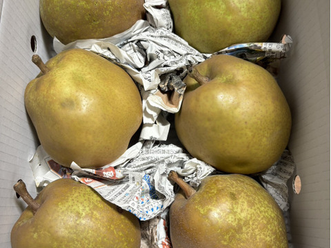 まるせい果樹園のラ･フランス　訳あり　2kg箱　玉数指定不可　nr2