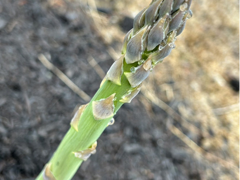 【お試し価格】群馬の高原農家がつくるみずみずしい優しい甘さのアスパラガス（サイズミックス）