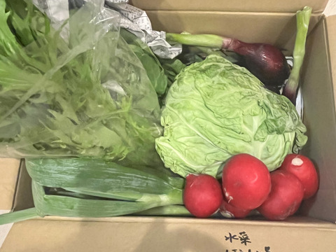 【朝市限定】🥬旬のかやぶき京野菜セット🥕◎【80サイズ】【6～7品目】