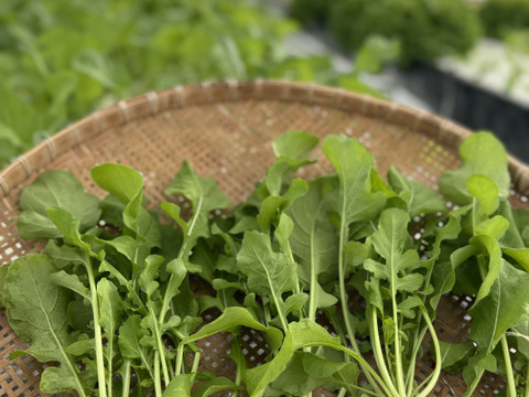 【限定】イタリアンパセリ100gディル30gルッコラ200gお料理で大活躍‼️アクアポニックス野菜🐟