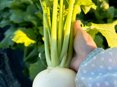 採れたて新鮮 聖護院カブ 6～8株入‼️