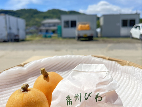 ＜訳あり＞味は一級品！6月発送 初夏の味覚農家直送！房州ブランド房州びわ１キロ袋びわ