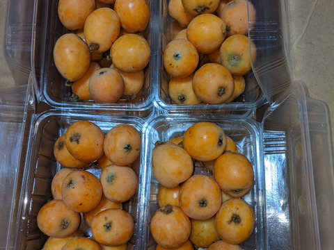 【期間限定  特価】　訳あり枇杷　約３.０Kg(箱含む)  小玉S〜Lサイズ  (大きさ不揃い)