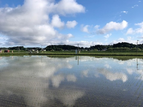 令和6年新米ひとめぼれ玄米10kg】岩手県一関市花泉町より 令和6年新米ひとめぼれ玄米10kg】岩手県一関市花泉町より