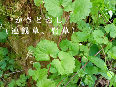 のどかさ香る和ハーブティー【白神山麓の天然茶葉】くろもじと和ハーブ５包　ポット淹れ２ℓ煮出し５ℓ