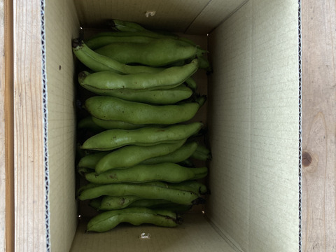 安心安全なそら豆　１ｋｇ