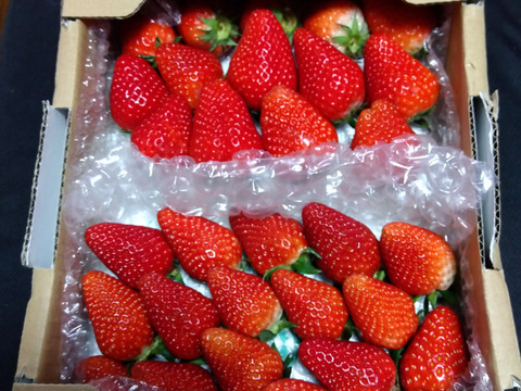 【約750g】】【1～8日以内に発送！スターナイト・きらぴ香いちご食べ比べパーティー！】