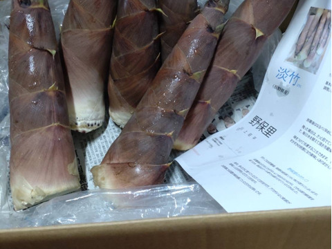 初夏のタケノコ　淡竹(はちく)【3kg】下ゆで不要！のタケノコ