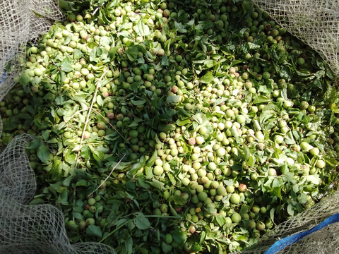 南信州産　農薬肥料不使用の竜峡小梅でつくった梅シロップ　500ml×2本