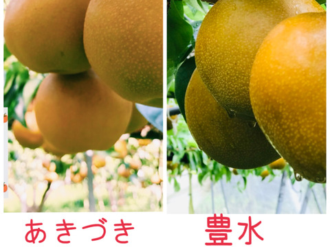 大豊作600円引き‼️【2品種まとめ買い】あきづきと豊水梨✨️どちらも甘くてキメ細かとってもジューシー💦ですが食べ比べるとびっくり‼️美味しさの違いが分かります😋ご贈答にもおすすめ‼️