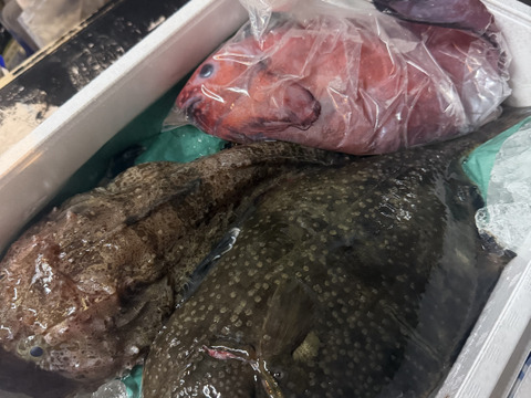 ☆YouTubeで紹介☆ へんな魚ボックス【年明け発送】魚種指定不可、お届け日指定不可の商品です