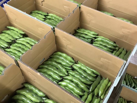 5月発送 春の味覚農家直送！甘くてしっとり房州そら豆4キロ。
